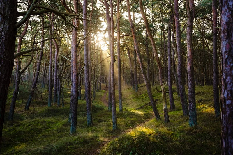Forest Bathing